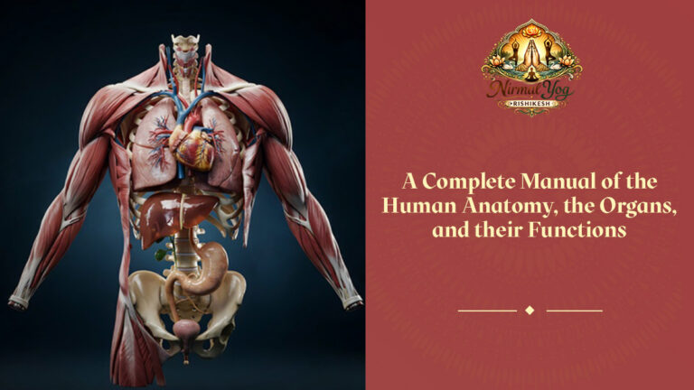 Human Anatomy