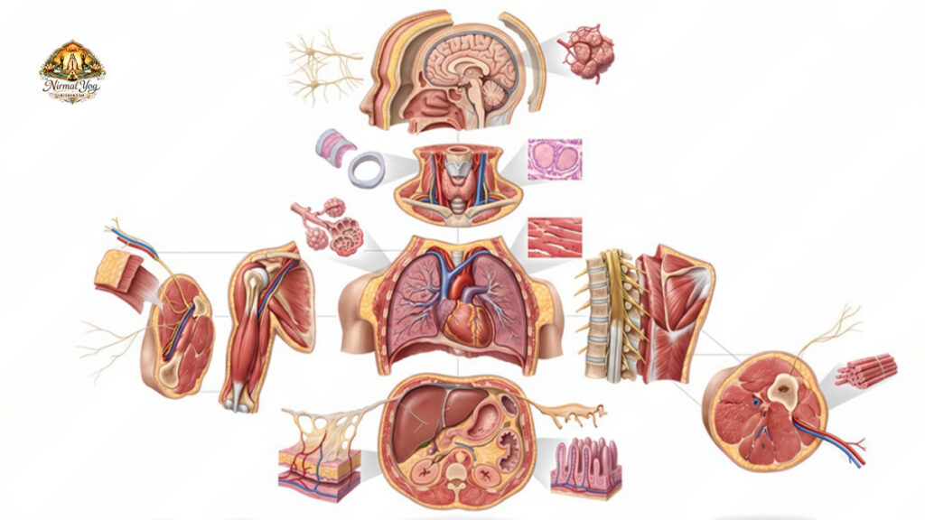 Organs of Human Body
