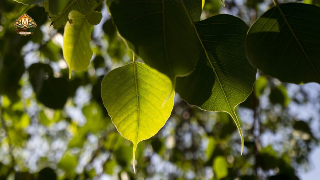 Peepal Tree Leaf