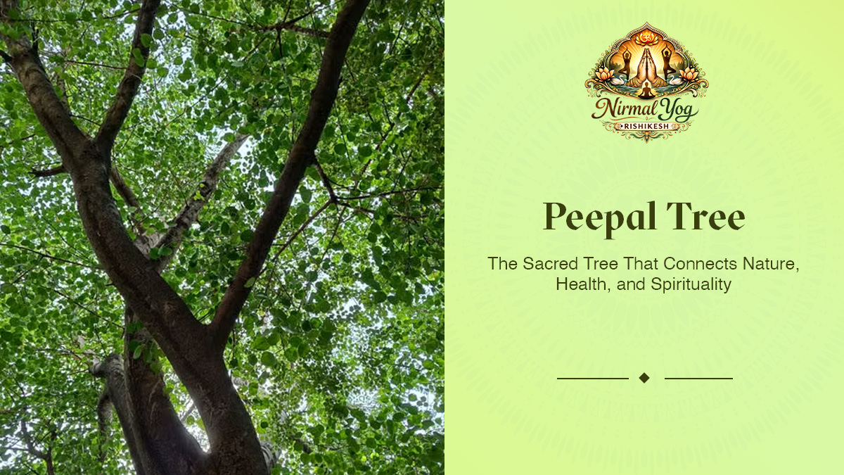Peepal Tree: The Sacred Tree That Connects Nature, Health, and Spirituality